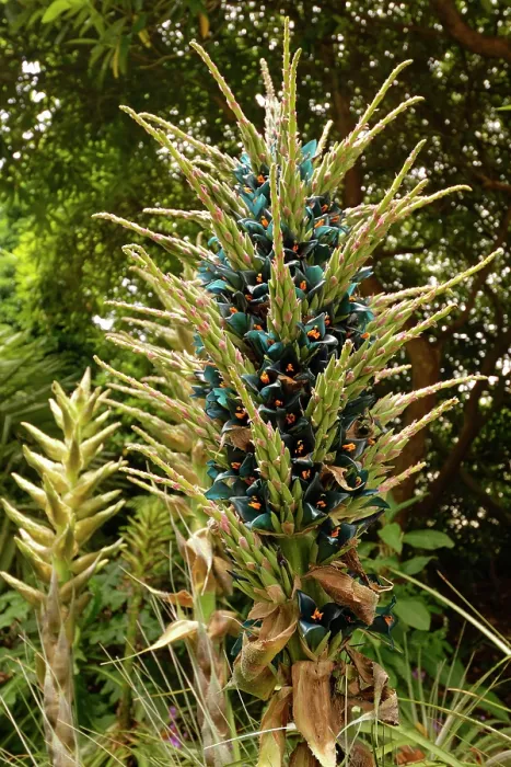 Framed Print : Sapphire tower (Puya alpestris) a Chilean bromeliad flowering in a sheltered British garden, south Cornwall, England, UK. June Framed Print : Sapphire tower (Puya alpestris) a Chilean bromeliad flowering in a sheltered British garden, south Cornwall, England, UK. June