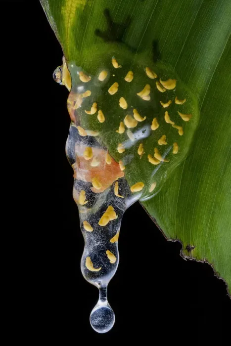 Framed Print : Sarayacu clownfrog (Dendropsophus sarayacuensis) with its clutch of eggs developing Framed Print : Sarayacu clownfrog (Dendropsophus sarayacuensis) with its clutch of eggs developing