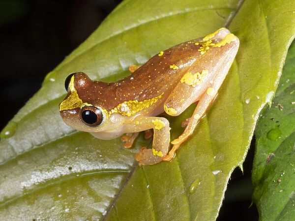 Sarayacu treefrog (Dendropsophus sarayacuensis) male, calling