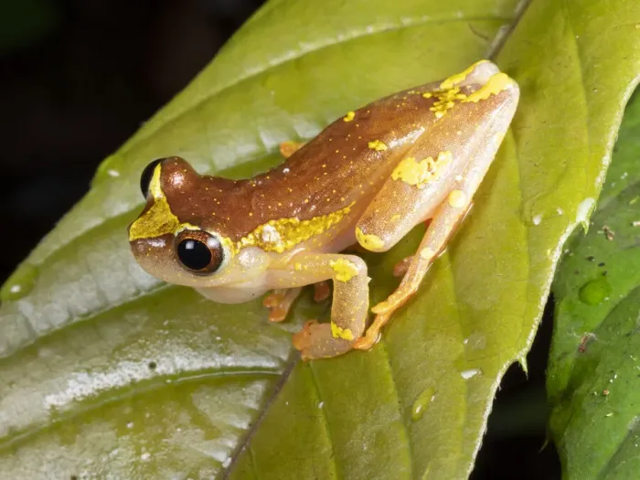 Framed Print : Sarayacu treefrog (Dendropsophus sarayacuensis) male, calling