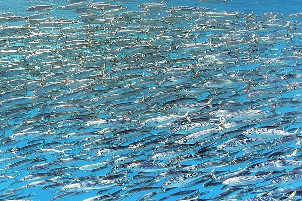 Sardine bait ball (Sardinops sagax) escaping Striped marlin (Tetrapturus audax) that is attempting to feed on them. West Coast of Baja California Peninsula, Mexico. Pacific Ocean