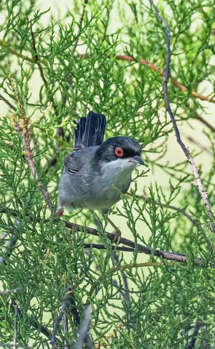 Framed Print : Sardinian warbler (Curruca melanocephala) perched in scrub vegetation, Olhao Salt Pans, Algarve, Portugal. April