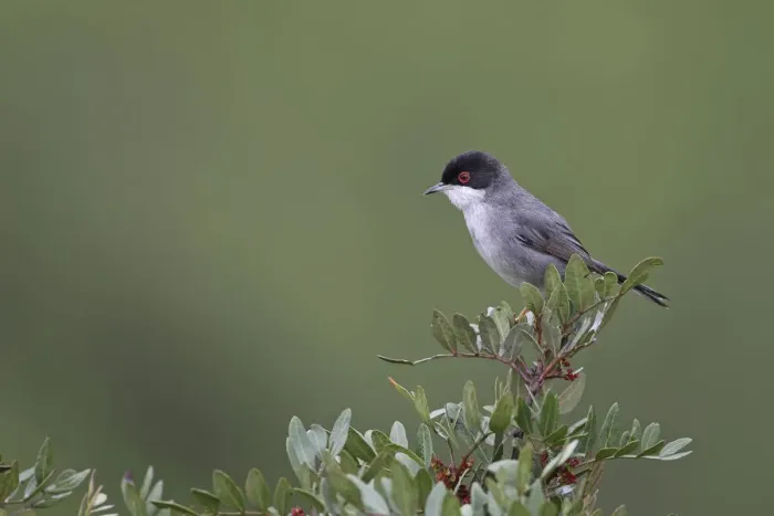 Framed Print : Sardinian warbler (Sylvia melanocephala) Sierra de Andujar Jaen Andalucia, Spain, April Framed Print : Sardinian warbler (Sylvia melanocephala) Sierra de Andujar Jaen Andalucia, Spain, April