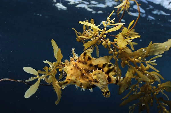 Sargassum fish (Histrio histrio) near the surface on floating Sargassum seaweed, Raja Ampat
