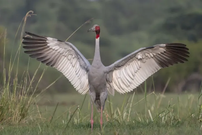 Framed Print : Sarus crane (Grus antigone), male displaying, Keoladeo NP, Bharatpur, India Framed Print : Sarus crane (Grus antigone), male displaying, Keoladeo NP, Bharatpur, India