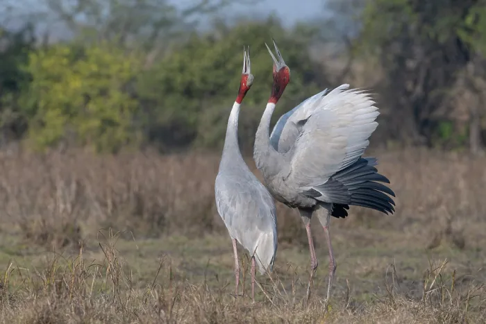 Framed Print : Sarus cranes (Grus antigone) pair, courtship display, male on right, Keoladeo Ghana National Park, Bharatpur, Rajasthan, India Framed Print : Sarus cranes (Grus antigone) pair, courtship display, male on right, Keoladeo Ghana National Park, Bharatpur, Rajasthan, India