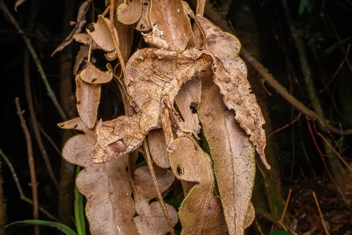 Framed Print : Satanic leaf-tailed gecko (Uroplatus phantasticus) camouflaged among dried leaves, Maromizaha Forest, near Andasibe, central-eastern Madagascar Framed Print : Satanic leaf-tailed gecko (Uroplatus phantasticus) camouflaged among dried leaves, Maromizaha Forest, near Andasibe, central-eastern Madagascar
