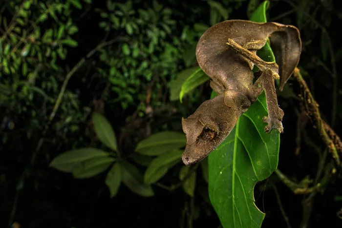 Framed Print : Satanic leaf-tailed gecko (Uroplatus phantasticus) female, resting on leaf at night, Andasibe-Mantadia National Park, Madagascar