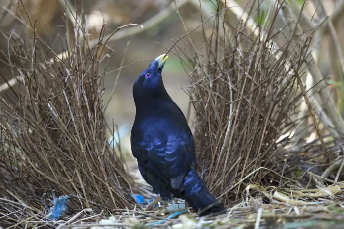 Framed Print : Satin bowerbird (Ptilonorhynchus violaceus), maintaining his bower, Ravenshow Framed Print : Satin bowerbird (Ptilonorhynchus violaceus), maintaining his bower, Ravenshow