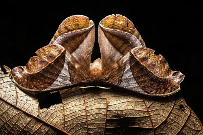 Framed Print : Saturniid moth (Arsenura batesii) portrait, Las Piedras, Madre de dios, Amazon rainforest, Peru Framed Print : Saturniid moth (Arsenura batesii) portrait, Las Piedras, Madre de dios, Amazon rainforest, Peru