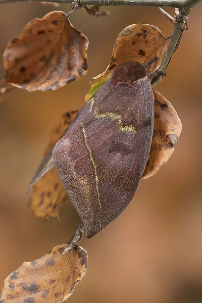 Saturniid moth (Automeris excreta) female, Guatemala