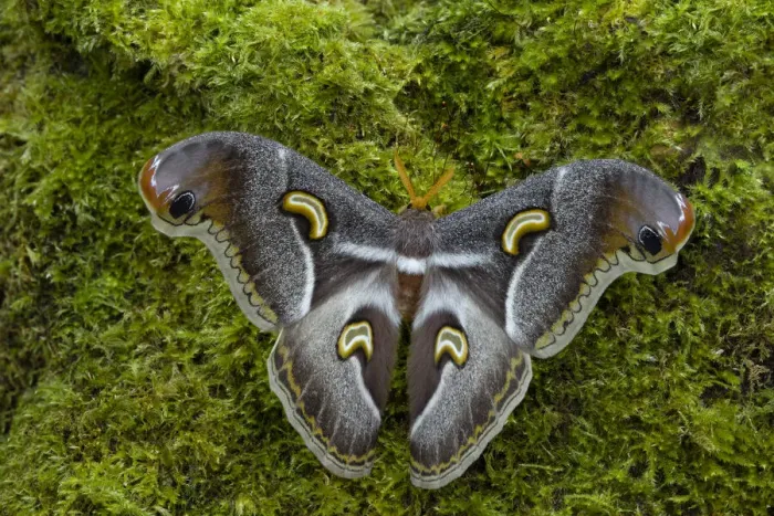 Framed Print : Saturniid moth (Epiphora intermedia), Kenya, Africa Controlled conditions Framed Print : Saturniid moth (Epiphora intermedia), Kenya, Africa Controlled conditions