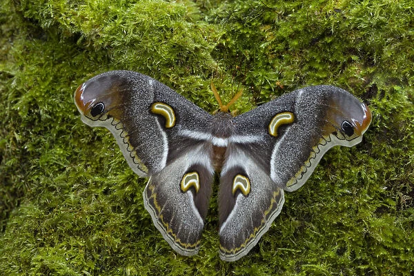 Saturniid moth (Epiphora intermedia), Kenya, Africa Controlled conditions