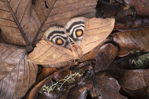 Saturniid moth (Saturniidae) with wings open to reveal eyespots, a means of deterring predators