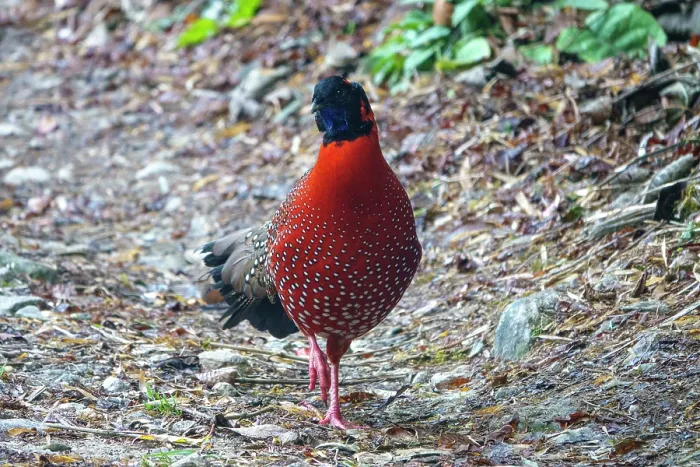 Framed Print : Satyr tragopan (Tragopan satyra) male, walking on a paved road in the mountains, Singalila National Park, Himalayas, Nepal Framed Print : Satyr tragopan (Tragopan satyra) male, walking on a paved road in the mountains, Singalila National Park, Himalayas, Nepal