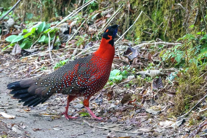 Framed Print : Satyr tragopan (Tragopan satyra) male, walking on a paved road in the mountains, Singalila National Park, Himalayas, Nepal Framed Print : Satyr tragopan (Tragopan satyra) male, walking on a paved road in the mountains, Singalila National Park, Himalayas, Nepal