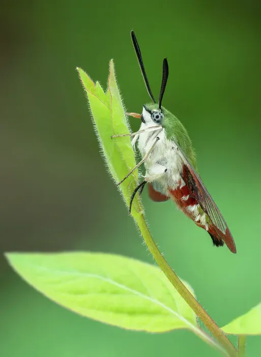 Framed Print : Saunders bee hawkmoth (Hemaris saundersii) resting on a leaf, Shogran, Khyber-Pakhtunkhwa, Pakistan