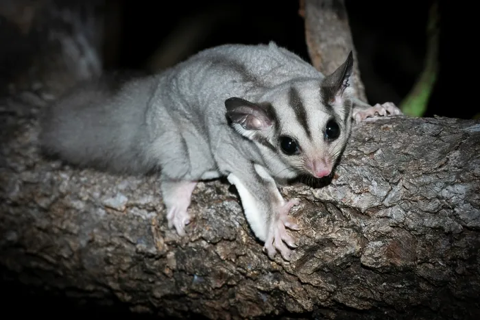 Framed Print : Savanna glider (Petaurus ariel) resting on log at night, Adelaide River Hills, Northern Territory, Australia Framed Print : Savanna glider (Petaurus ariel) resting on log at night, Adelaide River Hills, Northern Territory, Australia