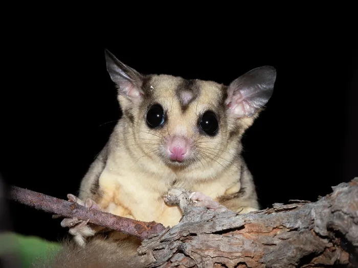Framed Print : Savanna glider (Petaurus ariel) with small bald patch of fur on forehead, sitting in tree at night, Adelaide River Hills, Northern Territory, Australia