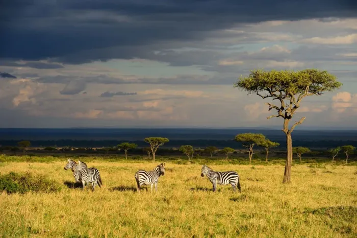 Framed Print : Savanna landscape wirh Grants zebras (Equus quagga boehmi) and acacia trees Framed Print : Savanna landscape wirh Grants zebras (Equus quagga boehmi) and acacia trees