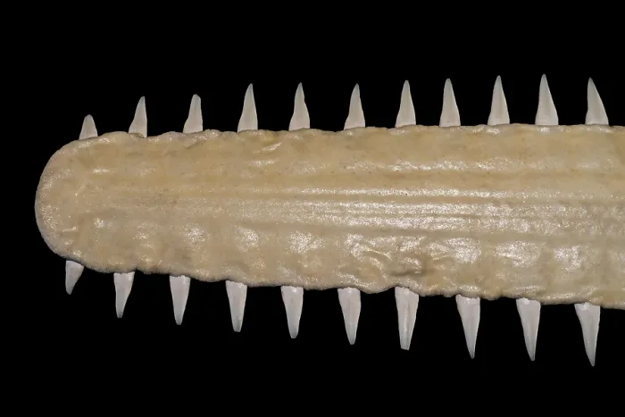 Framed Print : Sawfish (Pristis sp.) close-up of long, narrow, flattened rostrum / nose extension, lined with sharp transverse teeth Framed Print : Sawfish (Pristis sp.) close-up of long, narrow, flattened rostrum / nose extension, lined with sharp transverse teeth