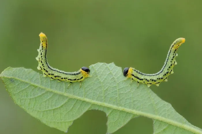 Framed Print : Sawfly larvae (Nematus pavidus) defensive posture, Peatlands Park, County Armagh, Northern Ireland Framed Print : Sawfly larvae (Nematus pavidus) defensive posture, Peatlands Park, County Armagh, Northern Ireland