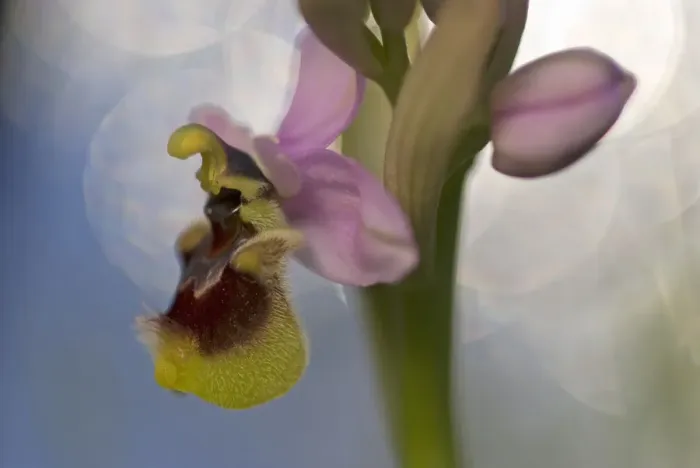 Framed Print : Sawfly orchid (Ophrys tenthredinifera) flower, Gargano National Park, Gargano Peninsula