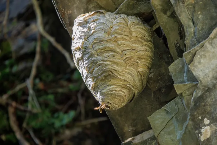 Framed Print : Saxon wasp (Dolichovespula saxonica) nest, Bavaria, Germany. September Framed Print : Saxon wasp (Dolichovespula saxonica) nest, Bavaria, Germany. September