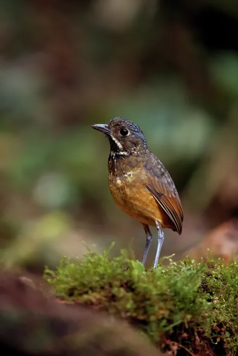 Framed Print : Scaled antpitta (Grallaria guatimalensis) perched on moss on forest floor, La Florida - El Bosque de las Aves, Colombia Framed Print : Scaled antpitta (Grallaria guatimalensis) perched on moss on forest floor, La Florida - El Bosque de las Aves, Colombia