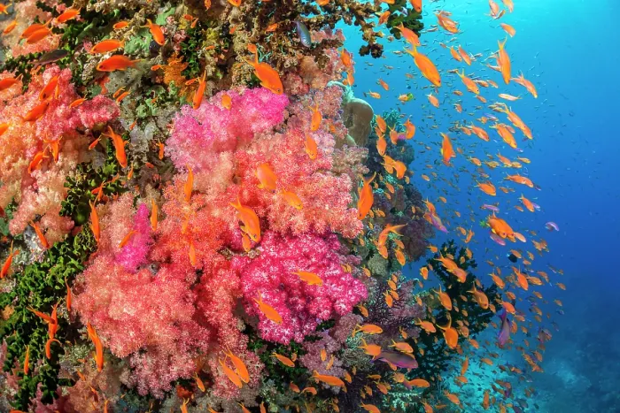 Framed Print : Scalefin anthias (Pseudanthias squamipinnis) shoaling around Alcyonarian soft coral (Alcyonacea sp.), Fiji, Pacific Ocean Framed Print : Scalefin anthias (Pseudanthias squamipinnis) shoaling around Alcyonarian soft coral (Alcyonacea sp.), Fiji, Pacific Ocean