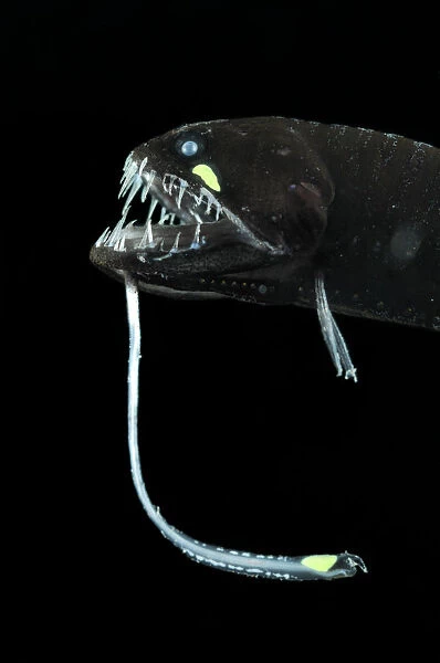 Scaleless black dragonfish (Melanostomias biseriatus) showing lure, Atlantic ocean