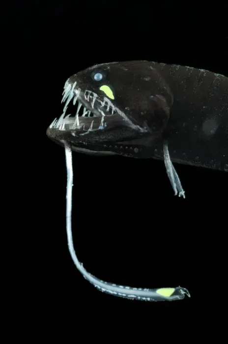 Framed Print : Scaleless black dragonfish (Melanostomias biseriatus) showing lure, Atlantic ocean Framed Print : Scaleless black dragonfish (Melanostomias biseriatus) showing lure, Atlantic ocean
