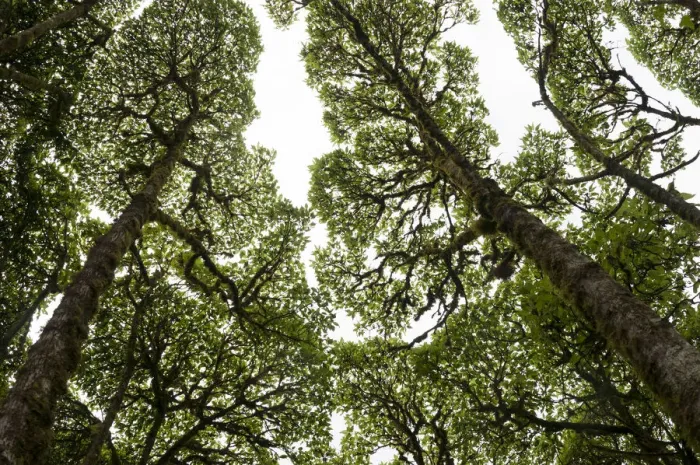 Framed Print : Scalesia forest canopy (Scalesia pendunculata), Los Gemelos, Santa Cruz Highlands Framed Print : Scalesia forest canopy (Scalesia pendunculata), Los Gemelos, Santa Cruz Highlands