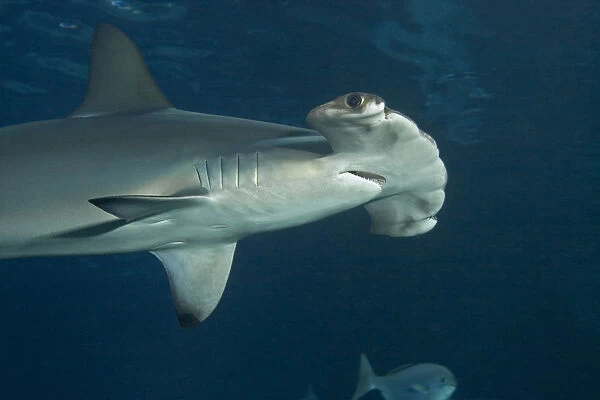 Scalloped hammerhead shark (Sphyrna lewini) Hawaii