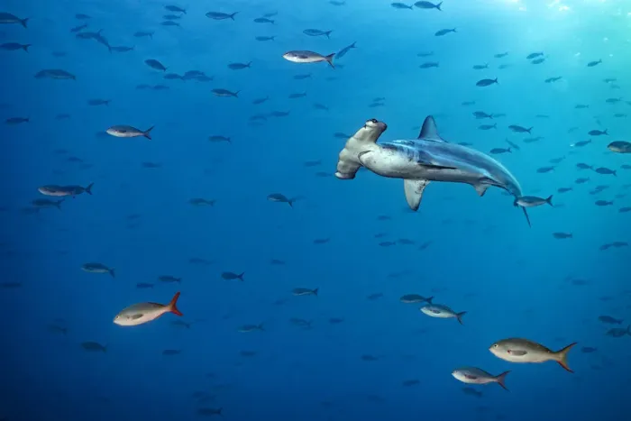 Framed Print : Scalloped hammerhead shark (Sphyrna lewini) swims through a school of Pacific creolefish Framed Print : Scalloped hammerhead shark (Sphyrna lewini) swims through a school of Pacific creolefish