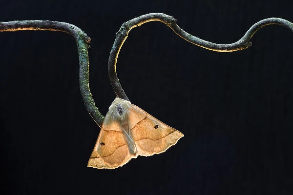 Scalloped oak moth (Crocallis elinguaria) on twig, Uplyme, Devon, England, July
