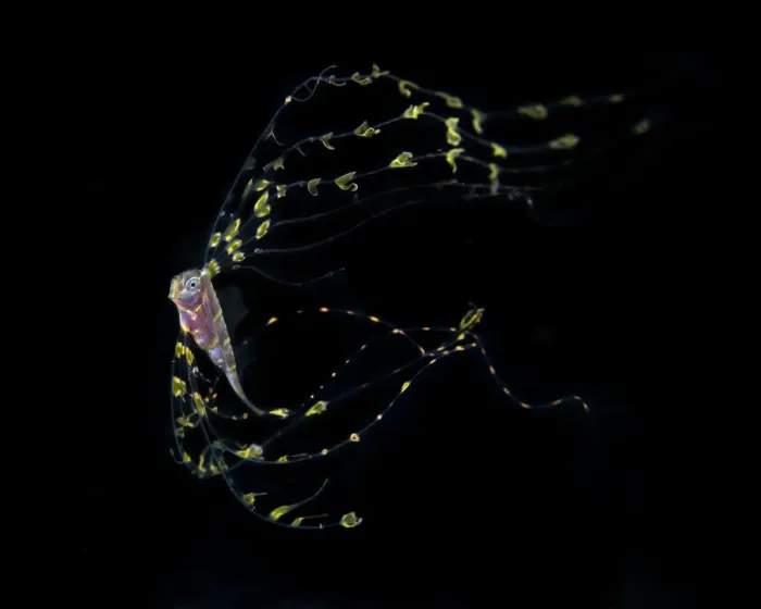 Framed Print : Scalloped ribbonfish (Zu cristatus) juvenile, Balayan Bay, Batangas, the Philippines Framed Print : Scalloped ribbonfish (Zu cristatus) juvenile, Balayan Bay, Batangas, the Philippines