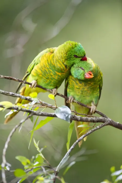 Framed Print : Scaly breasted lorikeet (Trichoglossus chlorolepidotus) pair allopreening in branch of Framed Print : Scaly breasted lorikeet (Trichoglossus chlorolepidotus) pair allopreening in branch of