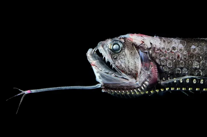 Framed Print : Scaly dragonfish (Stomias boa) head portrait, showing distinctive long barbel under the lower jaw, observed during RV Sonne, Cruise SO285, in the South Atlantic Framed Print : Scaly dragonfish (Stomias boa) head portrait, showing distinctive long barbel under the lower jaw, observed during RV Sonne, Cruise SO285, in the South Atlantic