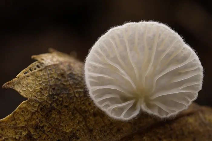Framed Print : Scaly oysterling (Crepidotus calolepis) mushroom growing on dried leaf, Rome, Italy. February Framed Print : Scaly oysterling (Crepidotus calolepis) mushroom growing on dried leaf, Rome, Italy. February
