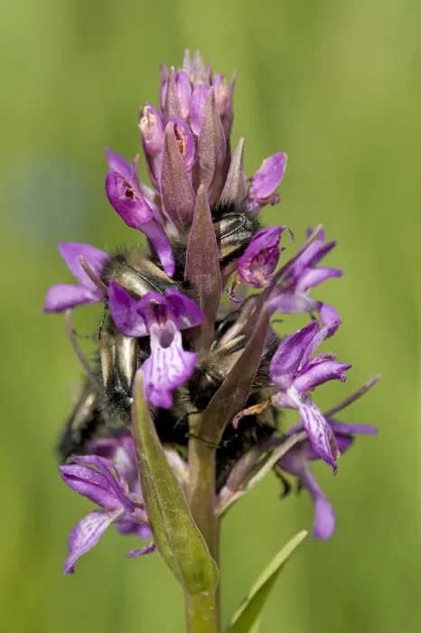 Framed Print : Scarab beetles sleeping overnight in Persian marsh orchid (Dactylorhiza umbrosa). Turkey Framed Print : Scarab beetles sleeping overnight in Persian marsh orchid (Dactylorhiza umbrosa). Turkey