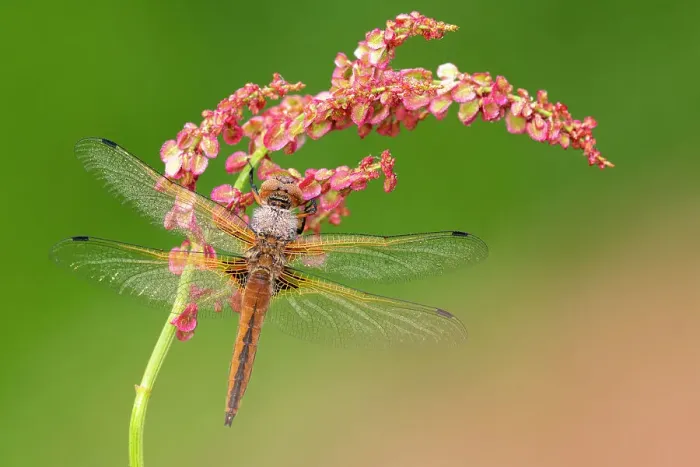 Framed Print : Scarce chaser dragonfly (Libellula fulva) covered in dew, roosting on common sorrel (Rumex acetosa), Lower Tamar Lakes, Cornwall, UK. May Framed Print : Scarce chaser dragonfly (Libellula fulva) covered in dew, roosting on common sorrel (Rumex acetosa), Lower Tamar Lakes, Cornwall, UK. May
