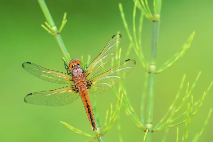 Framed Print : Scarce chaser dragonfly (Libellula fulva) female, resting on Common horsetail (Equisetum arvense), Lower Tamar Lake, Cornwall, England, UK. June Framed Print : Scarce chaser dragonfly (Libellula fulva) female, resting on Common horsetail (Equisetum arvense), Lower Tamar Lake, Cornwall, England, UK. June