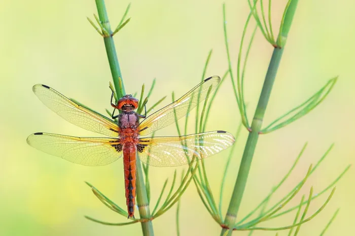 Framed Print : Scarce chaser dragonfly (Libellula fulva) female, resting on Common horsetail (Equisetum arvense), Lower Tamar Lake, Cornwall, England, UK. June