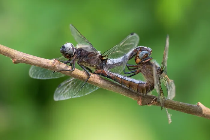 Framed Print : Scarce chaser (Libellula fulva) dragonflies pair mating on a tree branch, Ham Wall, Somerset Levels, England, UK. June Framed Print : Scarce chaser (Libellula fulva) dragonflies pair mating on a tree branch, Ham Wall, Somerset Levels, England, UK. June