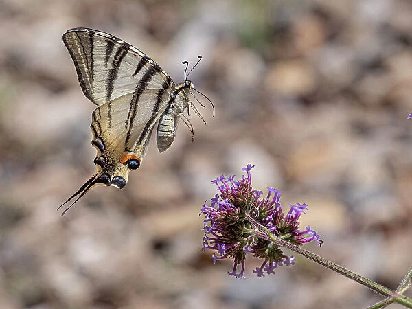 Scarce swallowtail butterfly (Iphiclides podalirius) landing on a flower, nr Orvieto, Italy. June