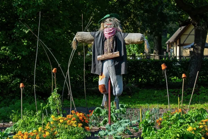 Framed Print : Scarecrow / bird scarer dressed in old clothes and placed in vegetable garden to deter birds from feeding on the vegetables Framed Print : Scarecrow / bird scarer dressed in old clothes and placed in vegetable garden to deter birds from feeding on the vegetables