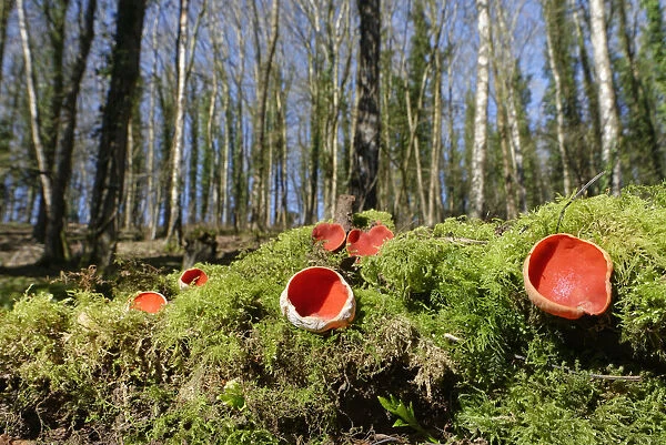 Scarlet elf cup fungi (Sarcoscypha coccinea) growing on rotten mossy log among leaf litter in deciduous woodland, Wiltshire, UK, February
