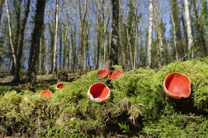 Framed Print : Scarlet elf cup fungi (Sarcoscypha coccinea) growing on rotten mossy log among leaf litter in deciduous woodland, Wiltshire, UK, February Framed Print : Scarlet elf cup fungi (Sarcoscypha coccinea) growing on rotten mossy log among leaf litter in deciduous woodland, Wiltshire, UK, February