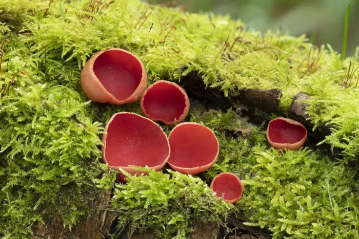 Framed Print : Scarlet elf cup fungus (Sarcoscypha coccinea) Clare Glen, Tandragee, County Armagh Framed Print : Scarlet elf cup fungus (Sarcoscypha coccinea) Clare Glen, Tandragee, County Armagh